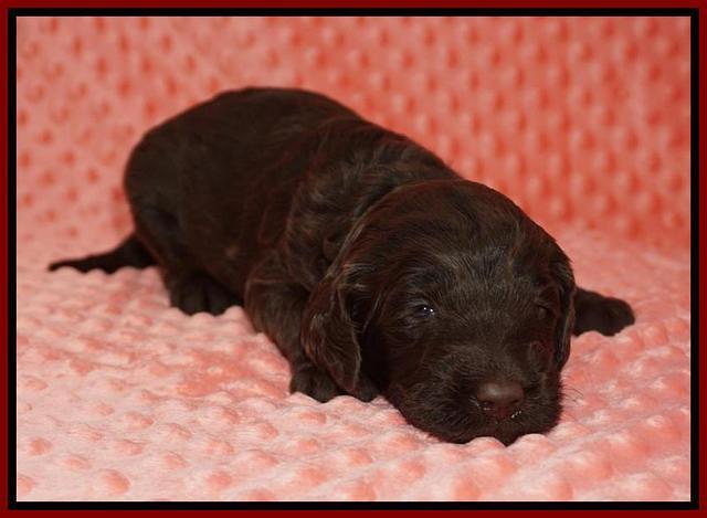 Caymen Solo pups 3 wks old 41