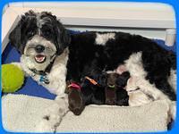 Oreo Rebel pups newborn group 1