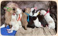 Rosie Gambler newborn pups 11