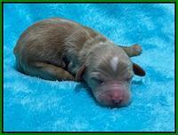 Rosie Gambler newborn pups 141