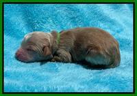 Rosie Gambler newborn pups 151