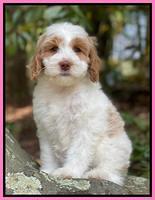 Deal family: "Cookie": 8 week wt: 9 lbs 7 oz Caramel parti