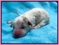 Rosie Gambler newborn pups 71