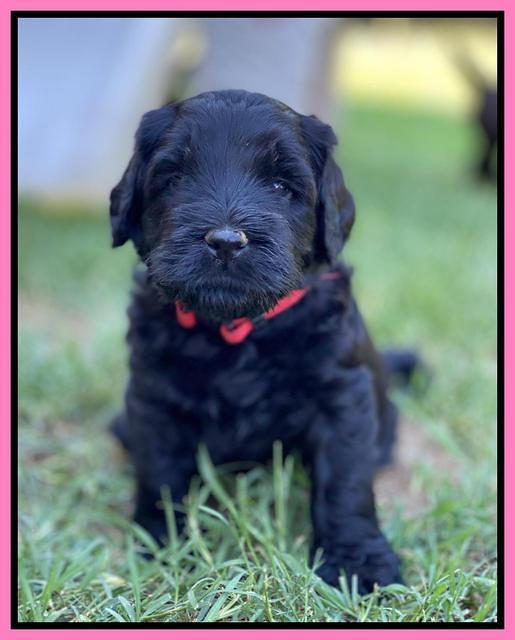 Cayman Flynn pups 5 wks old 101