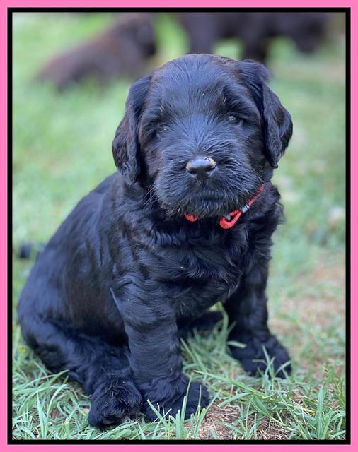 Cayman Flynn pups 5 wks old 121