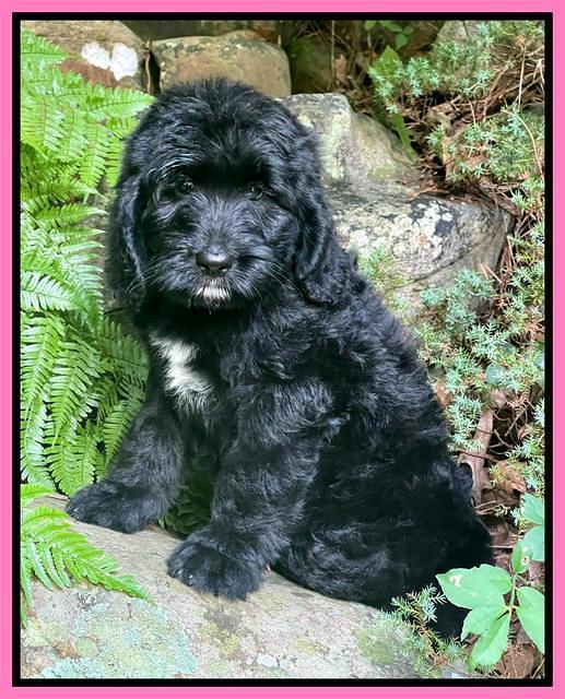 Cayman Flynn pups 8 wks old 10100
