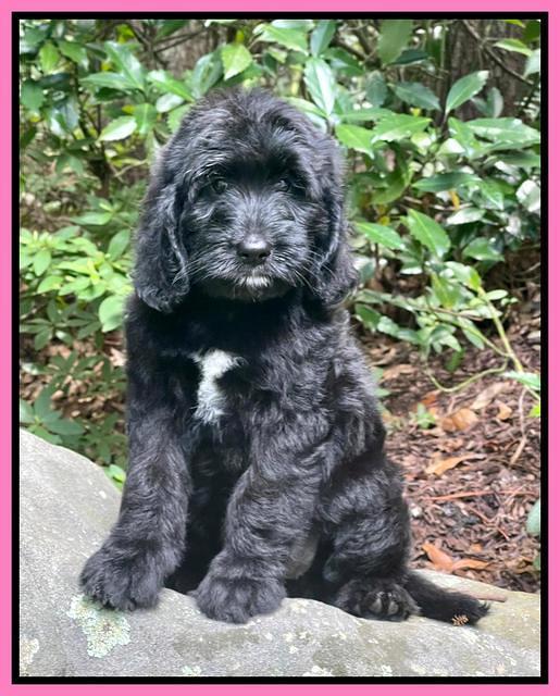 Cayman Flynn pups 8 wks old 11100