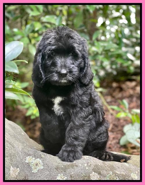 Cayman Flynn pups 8 wks old 12100