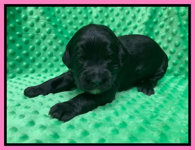 Caymnan Flynn 2 wk old pics 11