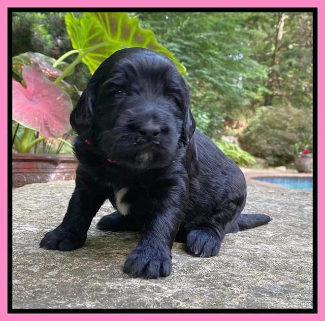 Caymnan Flynn 3 wk old pics 21