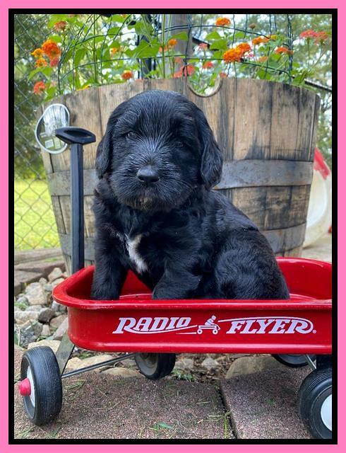 Caymnan Flynn 4 wk old pics 31