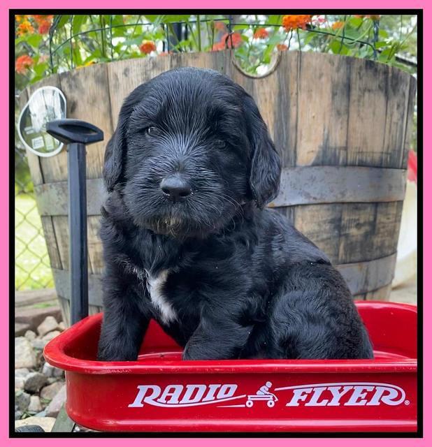 Caymnan Flynn 4 wk old pics 41