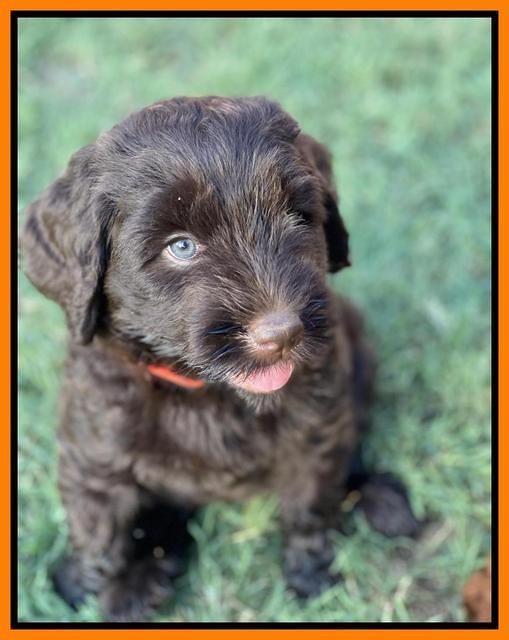 Cayman Flynn 6.5 wks old 131