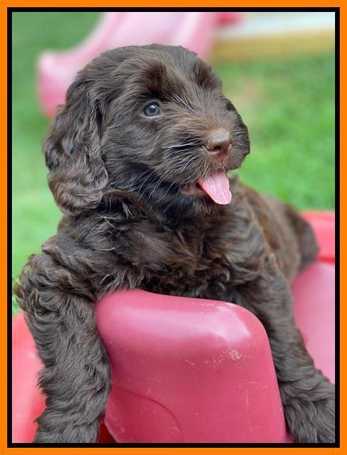 Cayman Flynn 6.5 wks old 141