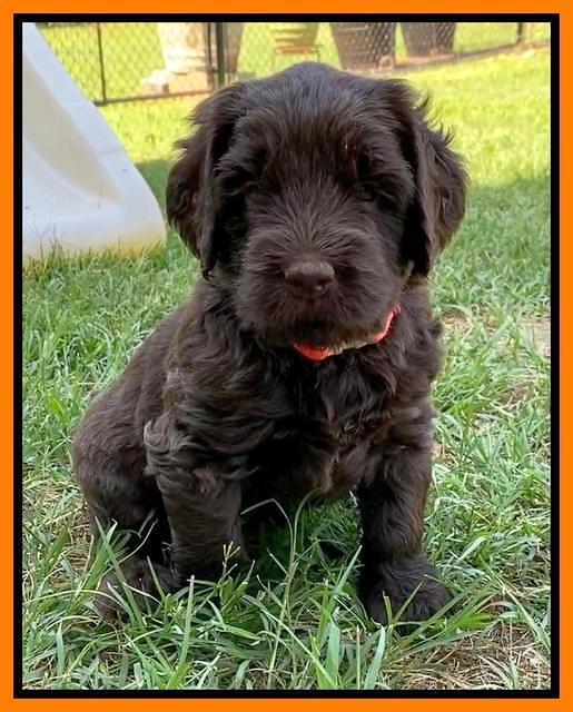 Cayman Flynn pups 5 wks old 541