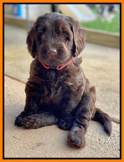 Cayman Flynn pups 6 wks old 351