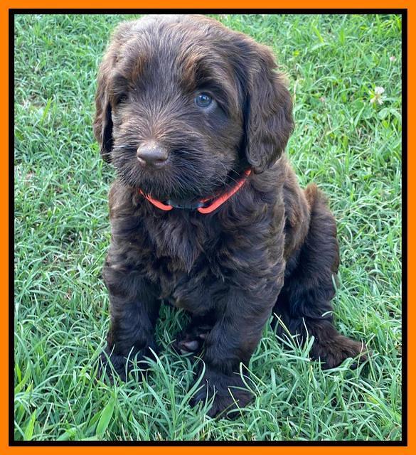 Cayman Flynn pups 6 wks old 371