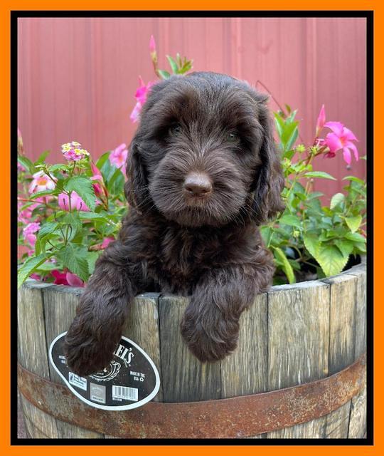 Cayman Flynn pups 7 wks old 261