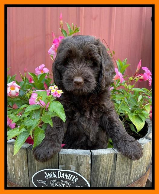 Cayman Flynn pups 7 wks old 271