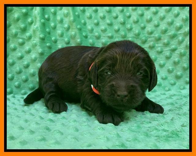 Caymnan Flynn 2 wk old pics 111