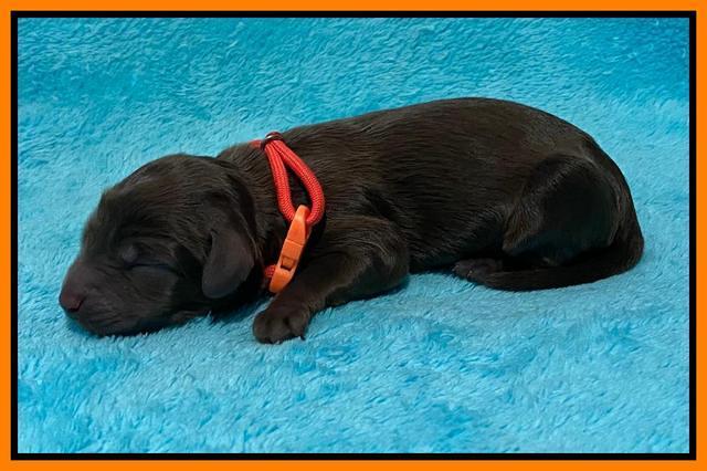 Caymnan Flynn Newborn pics 221