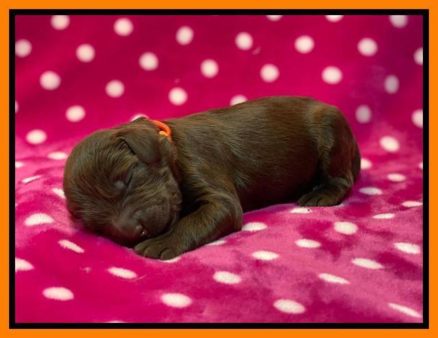 Caymnan Flynn One wk old pics 261