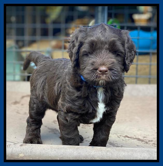 Cayman Flynn pups 6 wks old 61