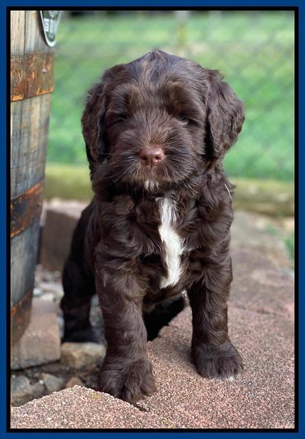 Cayman Flynn pups 6 wks old 71
