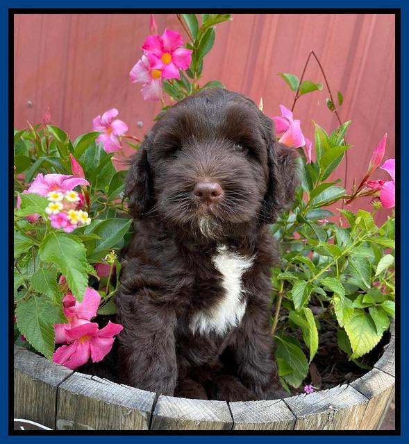 Cayman Flynn pups 7 wks old 11