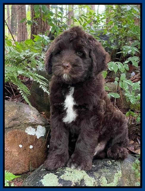 Cayman Flynn pups 8 wks old 31