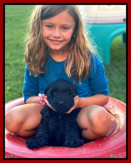 Cayman Flynn 6.5 wks old 41