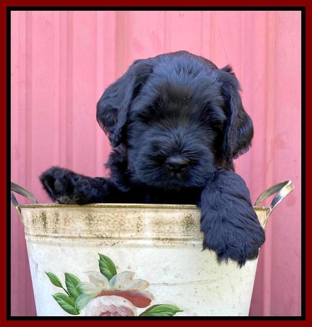 Cayman Flynn pups 5 wks old 191
