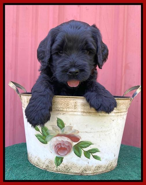 Cayman Flynn pups 5 wks old 201