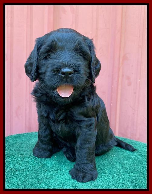 Cayman Flynn pups 5 wks old 221