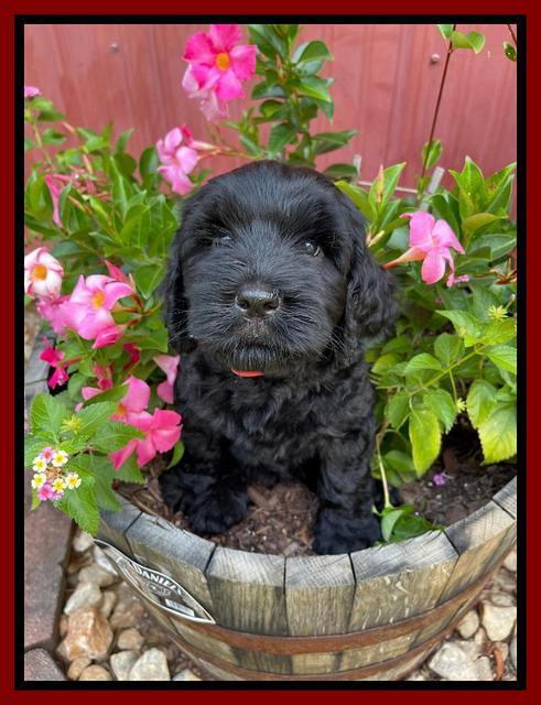 Cayman Flynn pups 7 wks old 71