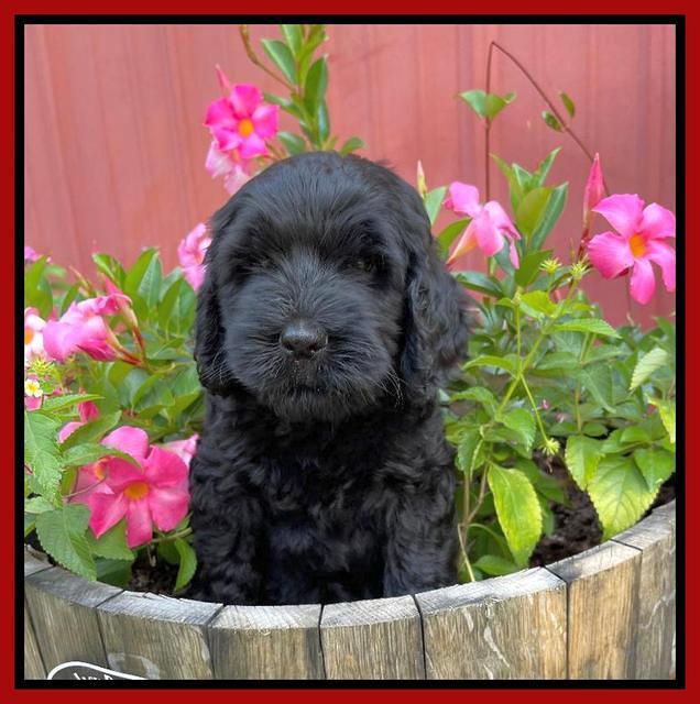 Cayman Flynn pups 7 wks old 81