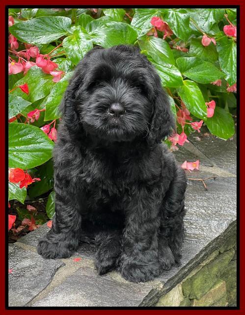Cayman Flynn pups 8 wks old 131