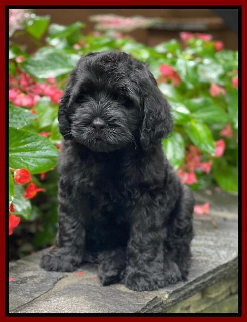 Cayman Flynn pups 8 wks old 151