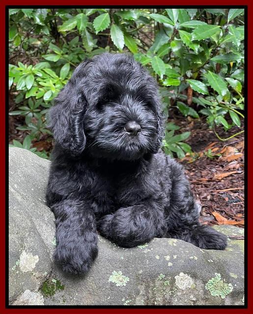 Cayman Flynn pups 8 wks old 181
