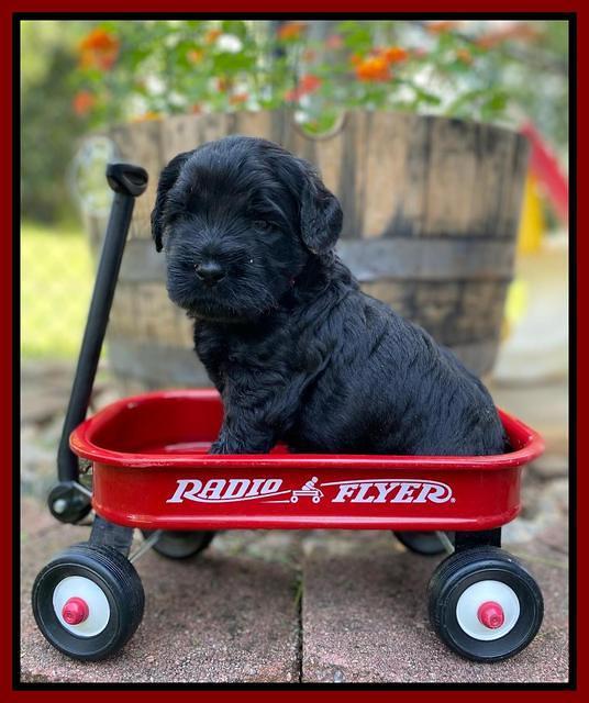 Caymnan Flynn 4 wk old pics 161