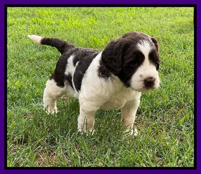 Cayman Flynn pups 5 wks old 251