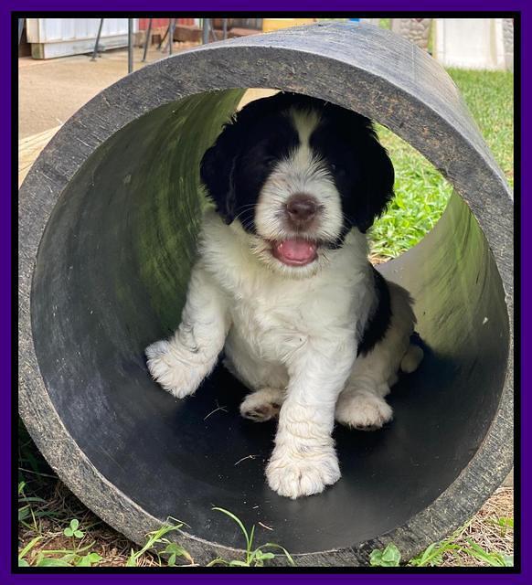 Cayman Flynn pups 6 wks old 161