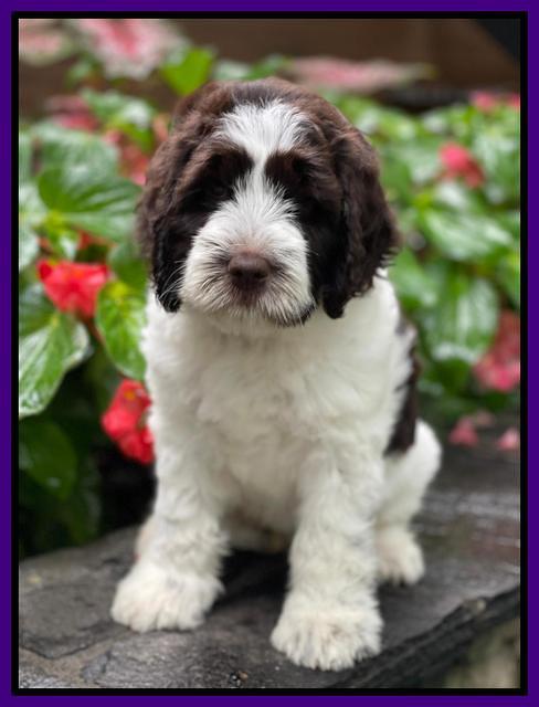 Cayman Flynn pups 8 wks old 111