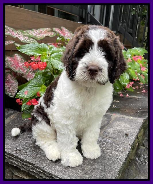 Cayman Flynn pups 8 wks old 121