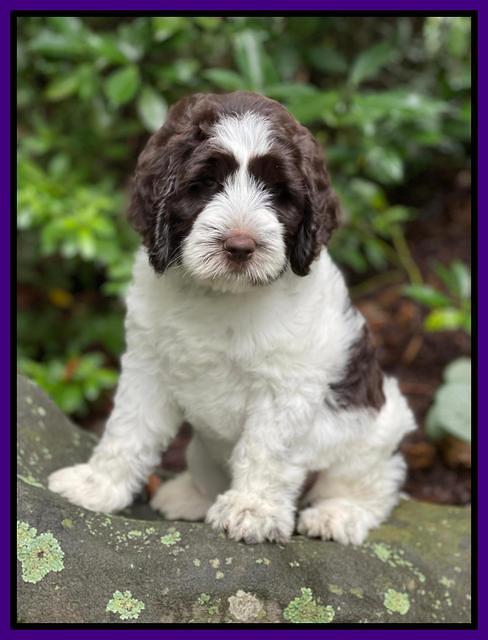 Cayman Flynn pups 8 wks old 91