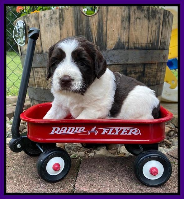 Caymnan Flynn 4 wk old pics 131