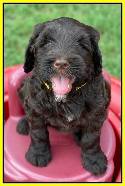 Cayman Flynn 6.5 wks old 81