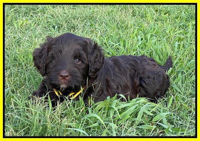 Cayman Flynn pups 6 wks old 241