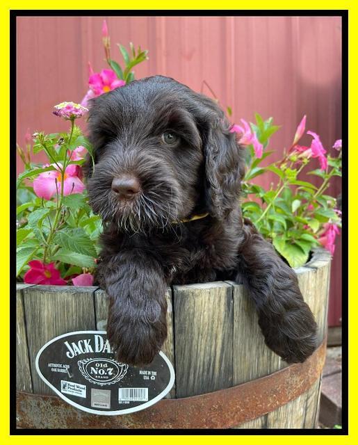 Cayman Flynn pups 7 wks old 151