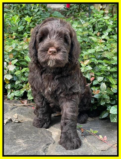 Cayman Flynn pups 8 wks old 15100